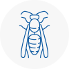 Eynsham Wasp Nest Removal
